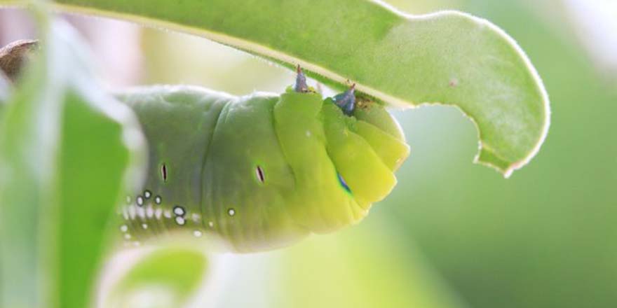 Bitkilere verilen bir savunma sistemi daha keşfedildi