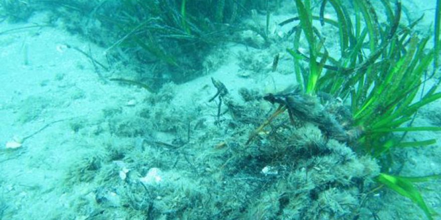 Akdeniz'in dibi çölleşiyor