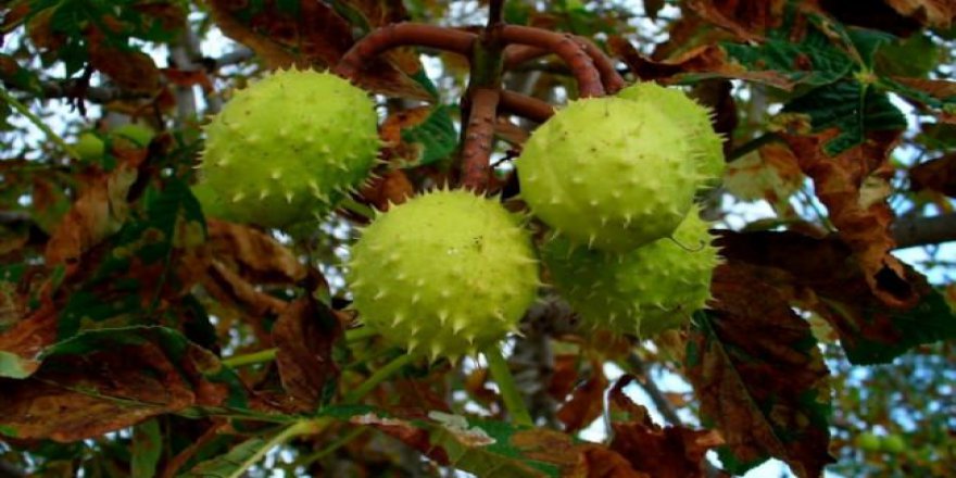 Aydın'da kestane hasadı başladı