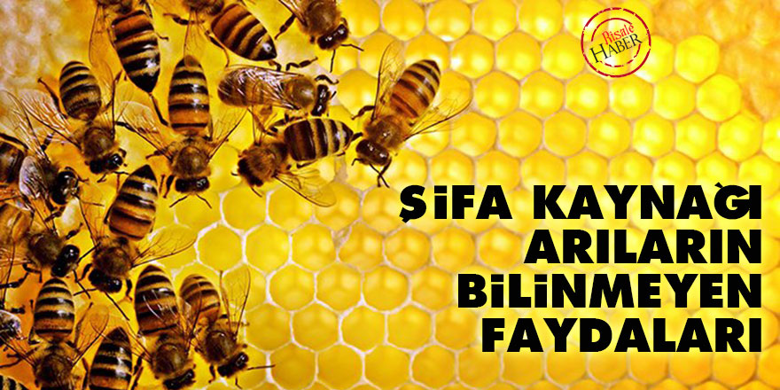 Şifa kaynağı arıların bilinmeyen faydaları