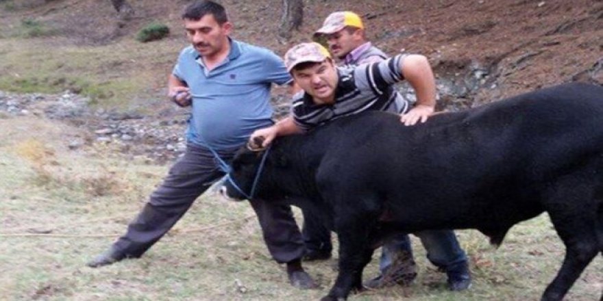 Bayramdan önce kaçan dana nihayet yakalandı