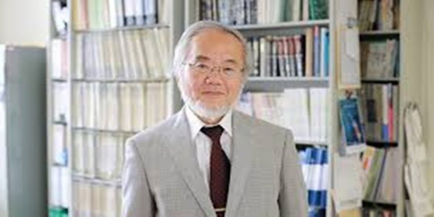 Nobel Tıp Ödülü Japon Yoşinori Ohsumi'ye