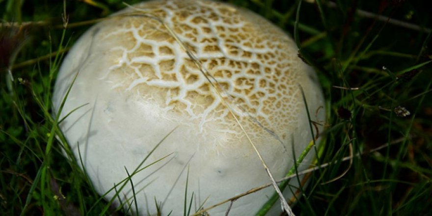 Mantar zehirlenmelerine dikkat, vakalar artıyor