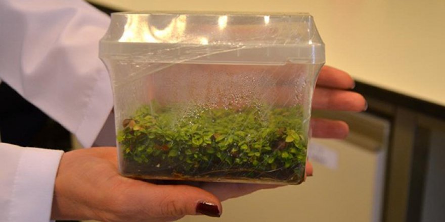 Türk araştırmacılar yeni bir bakteri türü keşfetti!