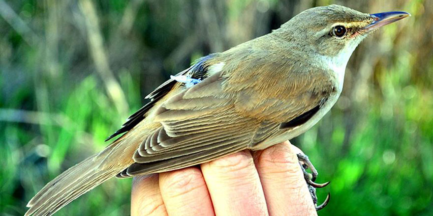 27 gramlık kuş, sevk-i ilahi ile bir yılda 17 ülke dolaşıyor