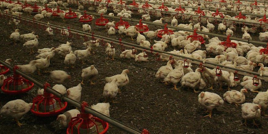 Almanya'da kuş gribi hızla yayılıyor