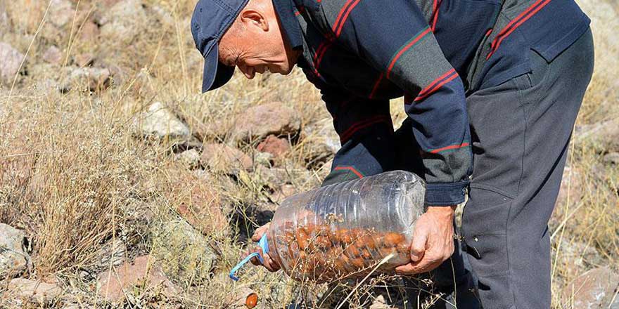 'Ağaç dikin' Hadisinin yaşayan bir örneği
