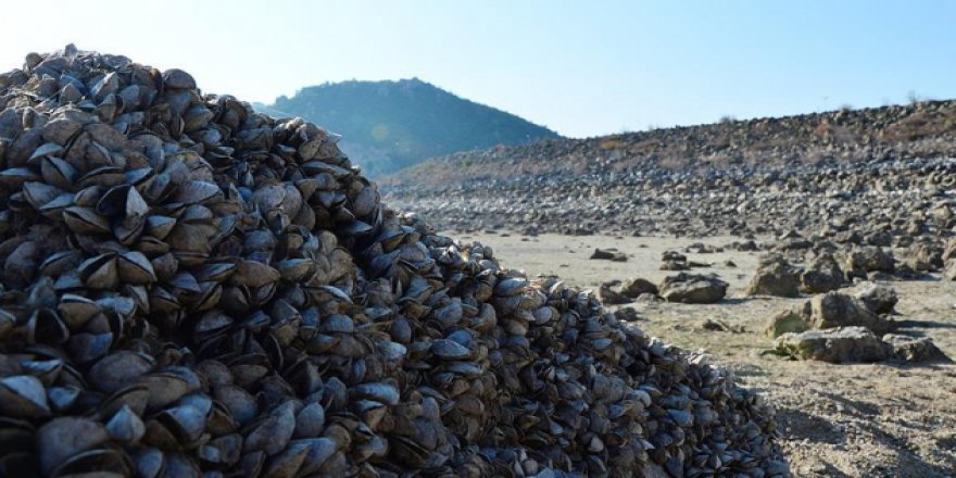 Suyu çekilen barajdan milyonlarca midye çıktı