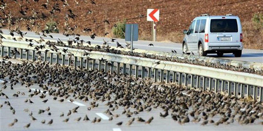 Binlerce sığırcık kuşu yolu kapattı