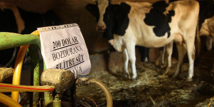 '200 dolar bozdurana 5 litre süt hediye'