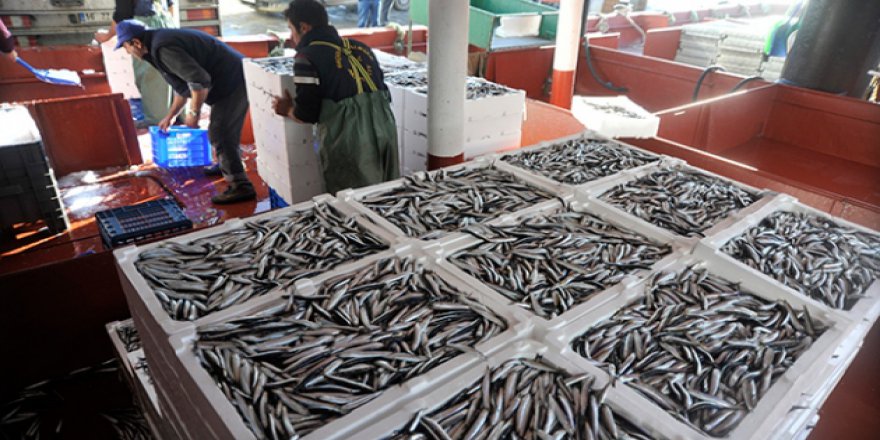Karadeniz'de hamsi bereketi