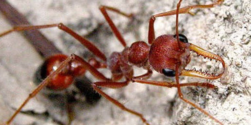 Ateş karıncaları Avustralya'yı yiyip bitirecek!