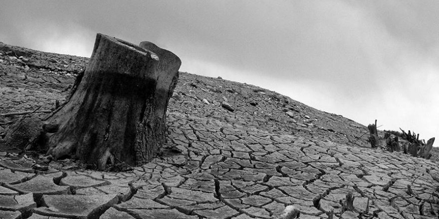 California'da kuraklık sebebiyle milyonlarca ağaç yok oldu