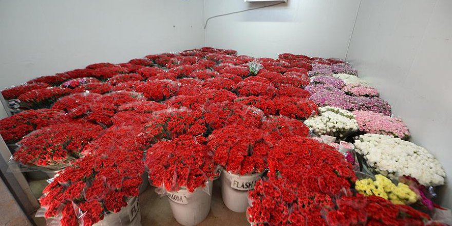 Şehitler Tepesi'ne 44 bin karanfil bırakacaklar