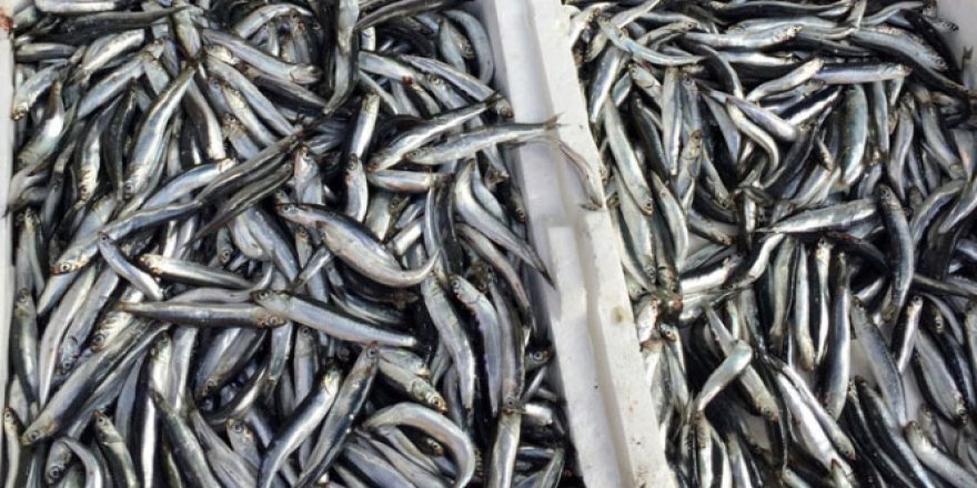 Hamsi’nin ateşi bir türlü düşmüyor