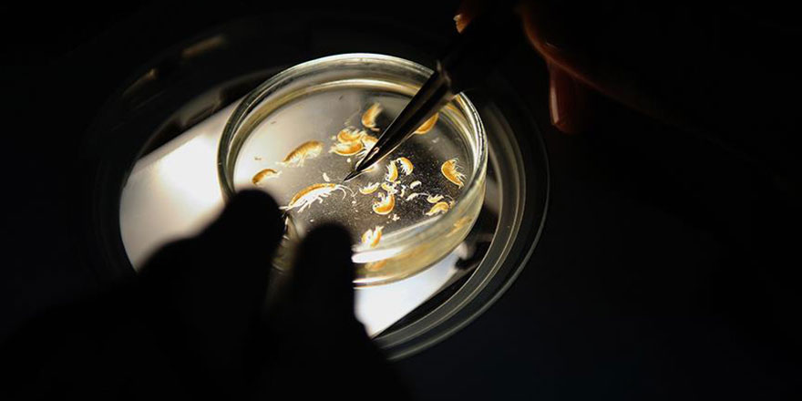 Allah 'ol' der oluverir: 2016'da 133 yeni canlı türü keşfedildi