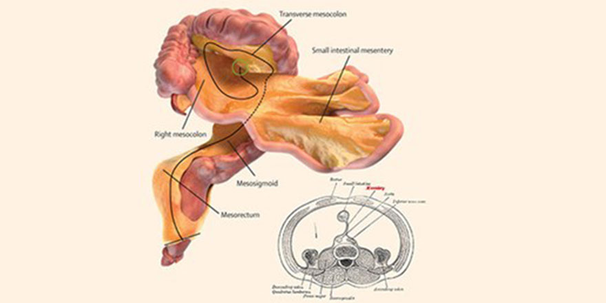 İnsan vücudunda yeni bir organ keşfedildi