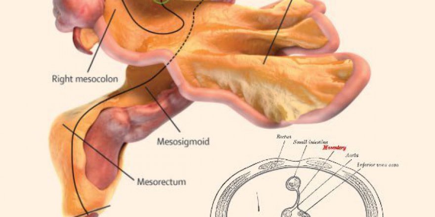 Yeni organ mezenter nedir? Mezenter işlevi ve anlamı