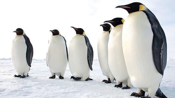 Karda düşmemek için penguen gibi yürüyün