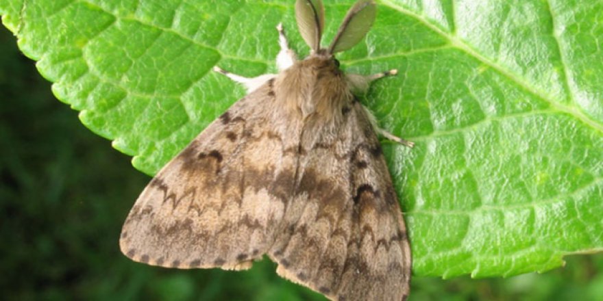 Yeni keşfedilen güve türüne 'Trump'ın adı verildi