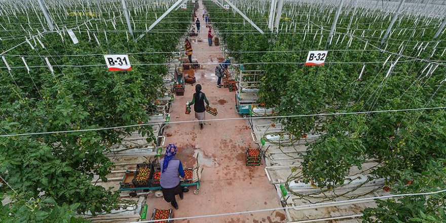 Eksi 40 derecede üretilen domatesler ihraç edilecek
