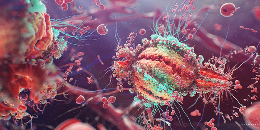 Virüsler bağışıklık sistemleri ile yaratılmış