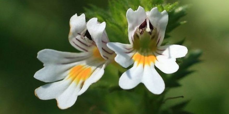 'Göz sağlığınız için ‘göz otu’ kullanın'