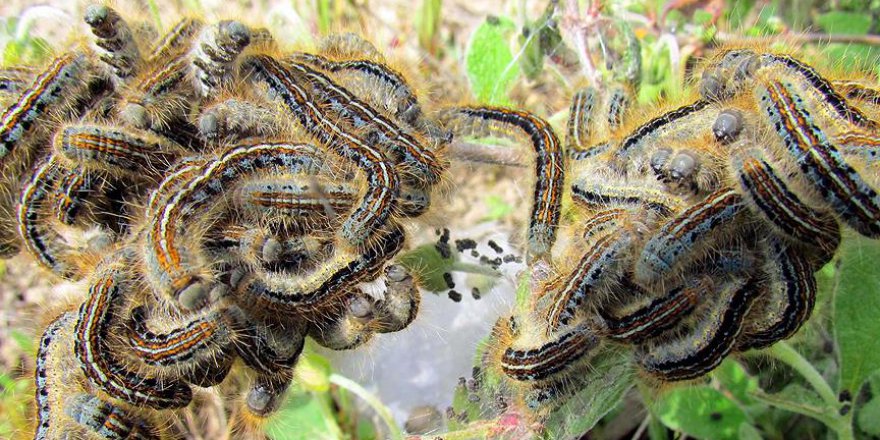 Afrika'da tarıma tırtıl istilası tehdidi