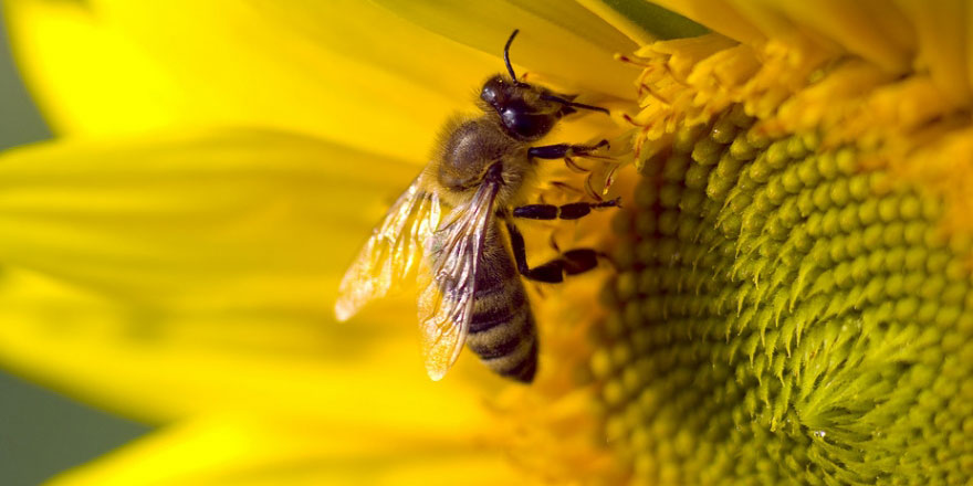 Kainat Eczanesi: Arının zehri tedavi amaçlı kullanılacak