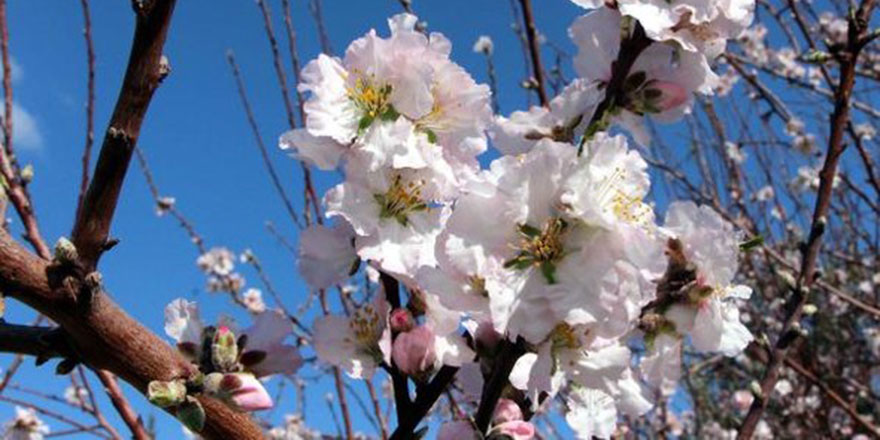 Baharın müjdesi badem ağaçları çiçek açtı