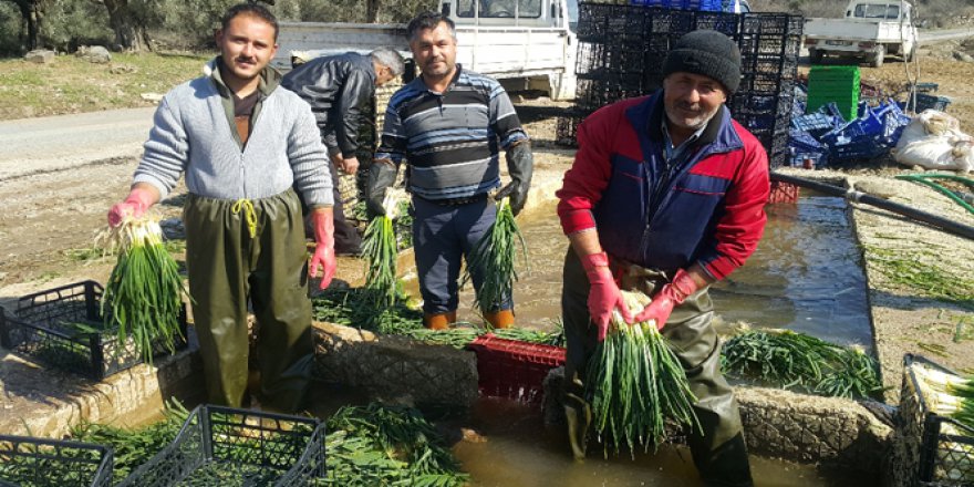 Doğal antibiyotik yeşil soğan Tire'de yetişiyor