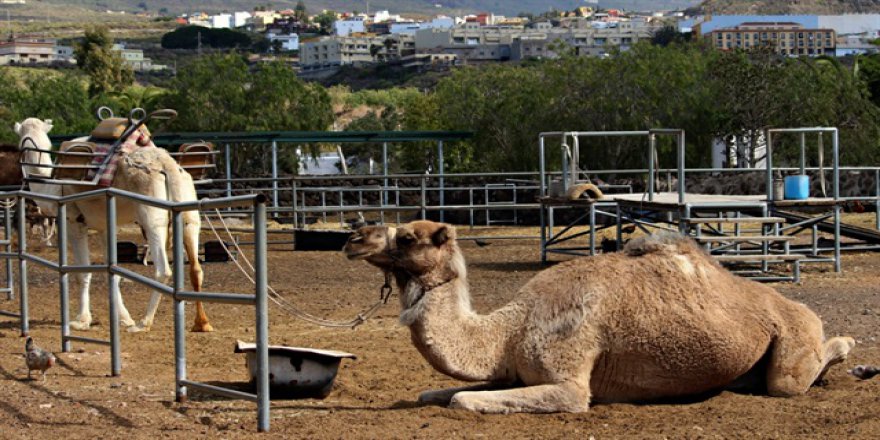 Deve sütü üretimi ve tüketimi projeyle artırılacak