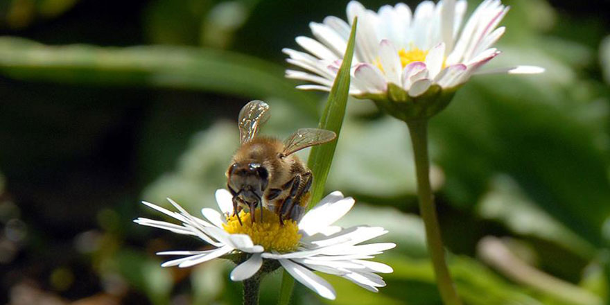 Baharın müjdecisi ilk cemre 19 Şubat'ta düşecek inşallah
