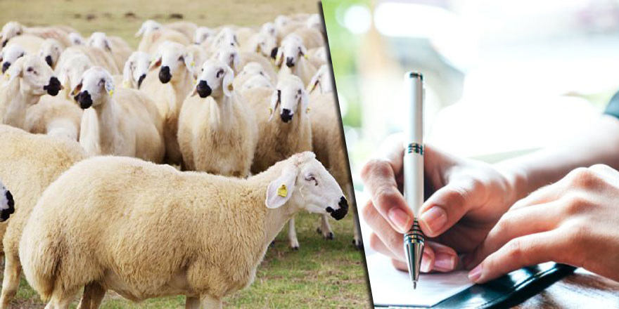 Yazar nasıl koyun olur?