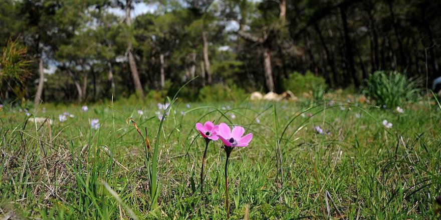 Baharın habercisi ilk cemre havaya düştü