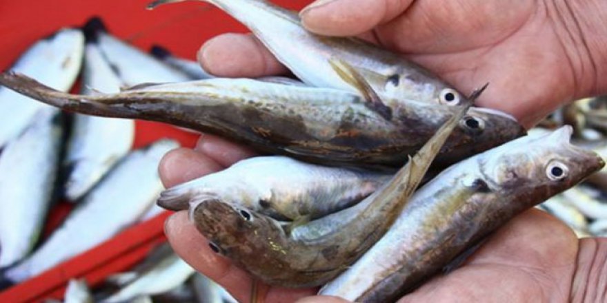 Mezgit tezgahlardaki yerini almaya başladı