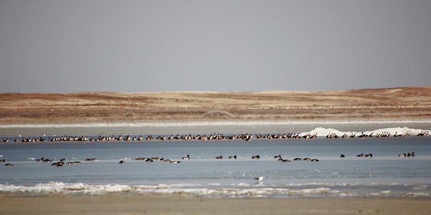 Havaların ısınması göçmen kuşlara yaradı