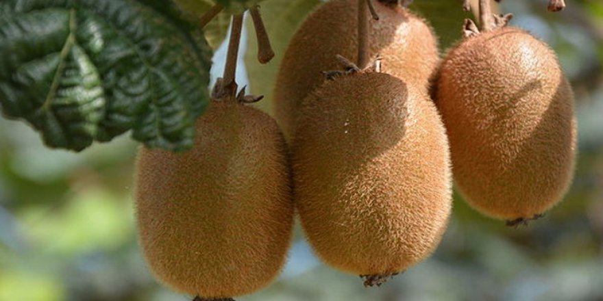 Günde en az 2 kivi tüketilmeli