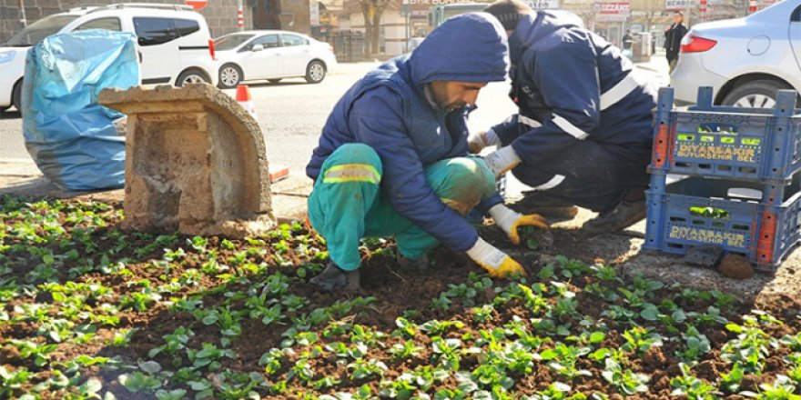 Diyarbakır'da 5 bin 200 çiçek dikildi