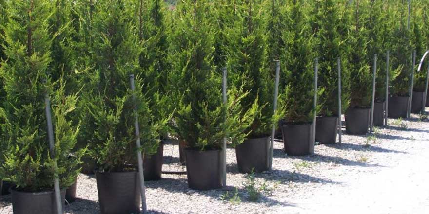 Eğitim Bakanı Selçuk'tan tüm öğretmenlere fidan çağrısı