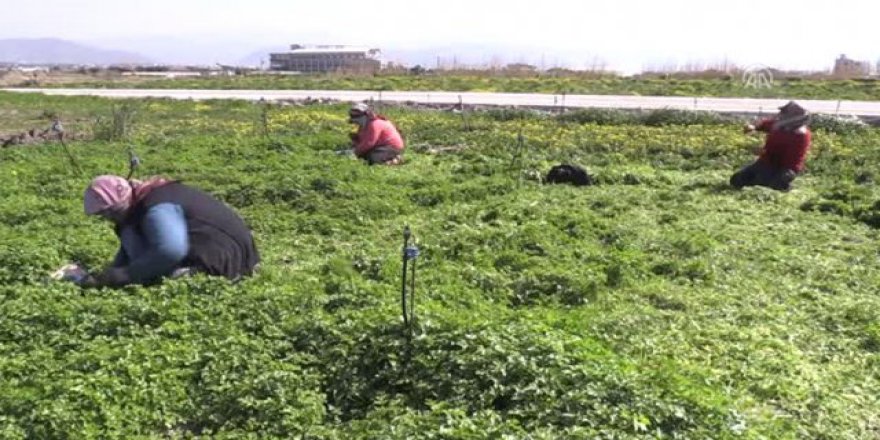 Hatay Maydonozu dünya sofralarında