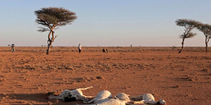 Kenya'da kuraklık açlığı getirdi