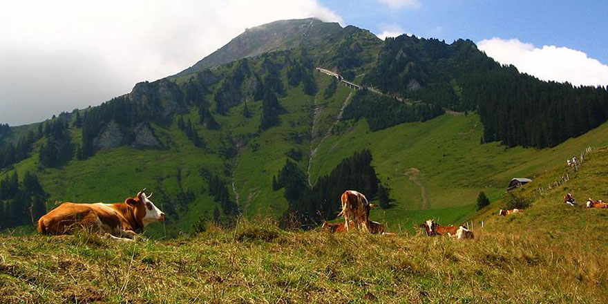 İneği silahla tehdide 50 bin lira ceza Müslüman öldürmek serbest!