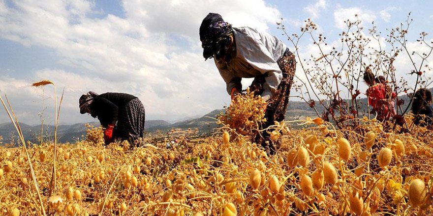 Fiyatı en çok artan ürün 'nohut' oldu