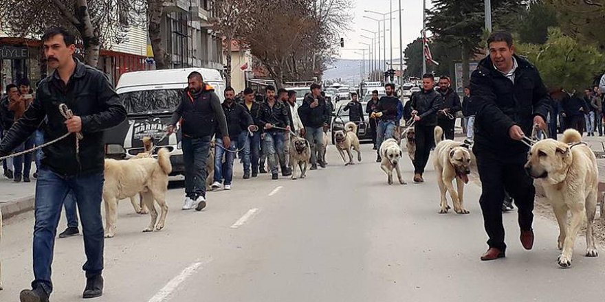 Hollanda'ya Kangal köpekli tepki