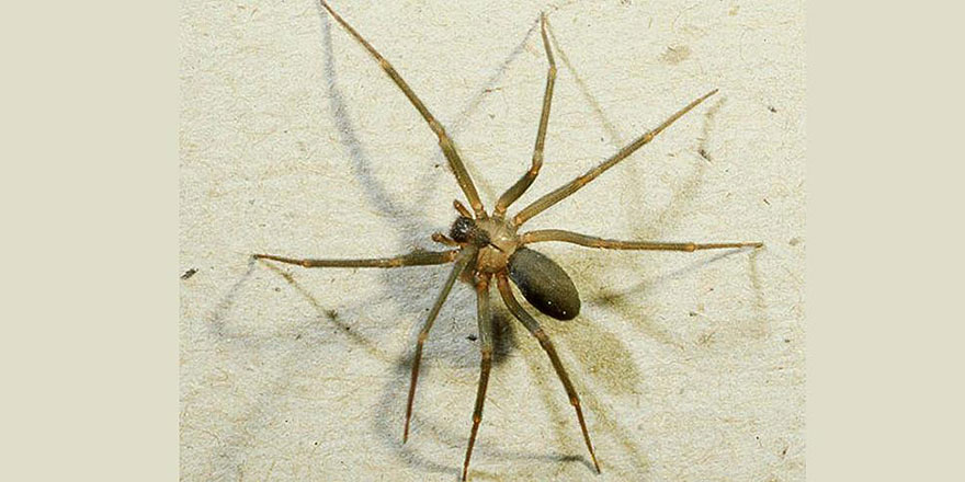 Felç tedavisi kainat eczanesindeki örümcek zehri ile yapılacak