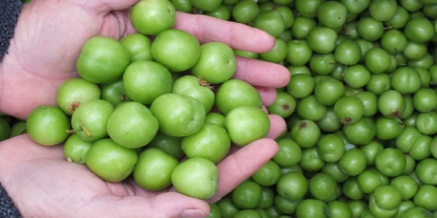 İlk hasadı yapılan erik cep yakıyor