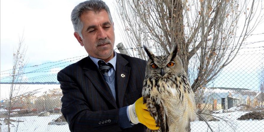 Yaralı puhu kuşu tedavi edilecek