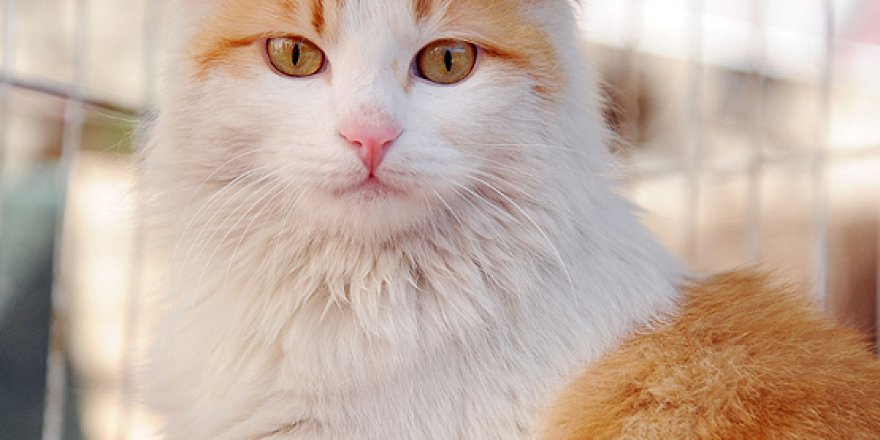 Mehmetçik'in kurtardığı 'Barış' Dünya'da popüler oldu