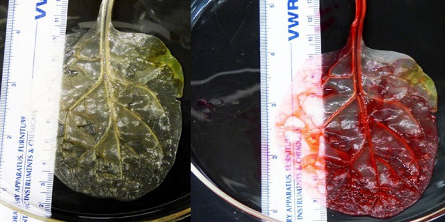 Ispanaktan kalp dokusu üretildi